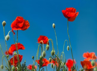 Fototapeta premium Czerwone kwiaty maku w polu