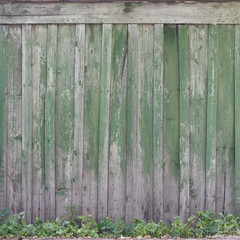 Closeup of texture of weathered wooden wall of green color. Aged wooden plank fence of vertical flat boards. Copy space