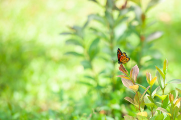 Monarch Butterfly on Leaf