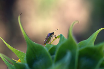 A small bed bug sitting on the inflorescence of a sunflower and is preparing to flight