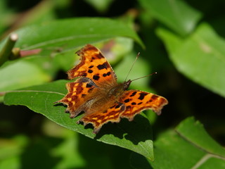 Comma butterfly (Polygonia c album)