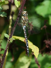 Male migrant hawker dragonfly (Aeshna mixta)