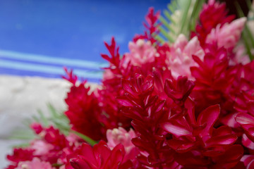 Bright Pink Tropical Flowers