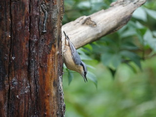 Nuthatch (Sitta europaea)