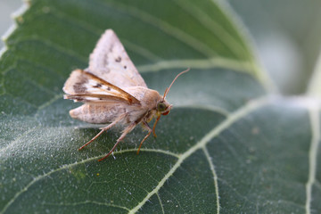 Hairy butterfly with big green eyes on a green leaf sunflower