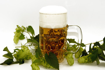 Glas Bier mit Hopfen Blüten Freisteller