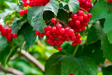 Red viburnum (viburnum opulus) closeup in the garden
