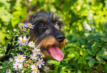 Funny dachshund dog on a walk and summer flowers in the garden