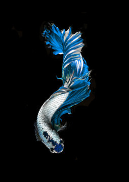 Blue dragon siamese fighting fish, betta fish isolated on black background.