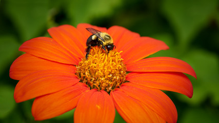 Bumble bee harvesting pollen on a red Mexican sunflower