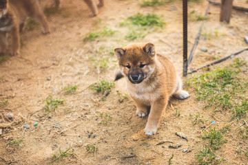 Portrait of cute red shiba inu puppy sitting outside on the ground and looking to the camera