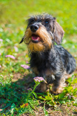 Naklejka na ściany i meble Funny dachshund dog on a walk and summer flowers in the garden