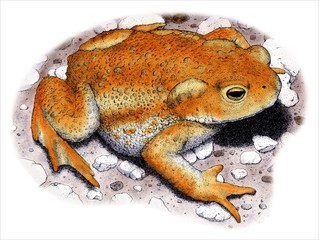 Drawing of an American Toad (Bufo americanus)