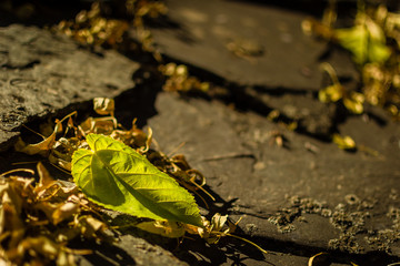 Autumbn leaves resting on a slate roof in Umbralejo