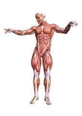 3D Rendering Male Anatomy Figure on White