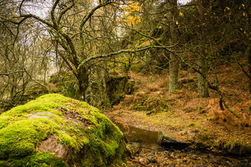 Autumn Landscape with green moss and brown ground