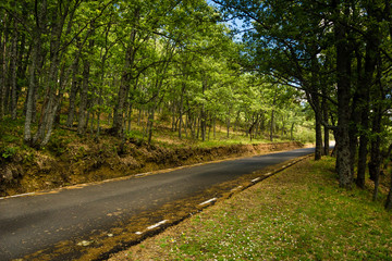 Colored landscape of a road at the beginning of autumn