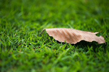 Leaves are dry On a light green grass. It has some meaning in it. And the best comparison.