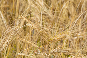 Field of barley ears
