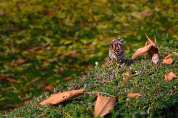 Sparrow looking for something to eat in autumn