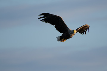 White-tailed eagle