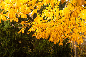 Yellow Leaves in El Retiro in Autumn