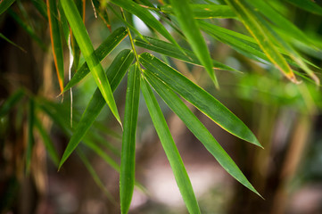 Wild animals born in the wild. Natural colors Eating Happened at the bar of Thailand. The tree is beautiful.