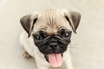 Dog Headshot Outdoor