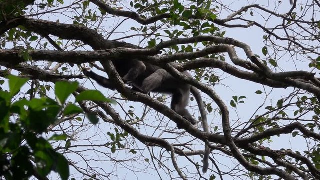 Dusky Leaf Monkey (Trachypithecus obscurus) Sitting on Tree Branch