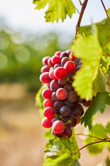 Ripe red grapes on a grapevine