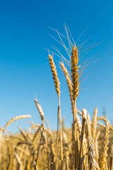 Fototapeta premium Closeup of a Barley / Wheat Spike