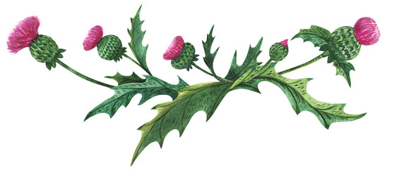 Vignette from thistle