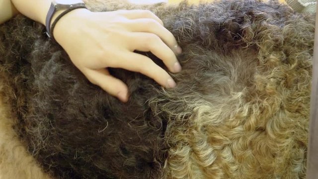 Pet grooming salon. Woman cleaning the fur and skin of airedale terrier dog. 4K