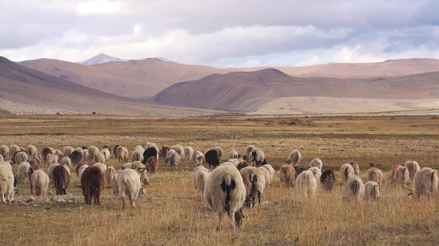 Herd of sheeps and Changthangi or Kashmir Pashmina goats eating herbs against beautiful Himalaya mountains near Tso Moriri lake. Gorgeous domestic animals grazing at Himalayan highlands. Ladakh, India