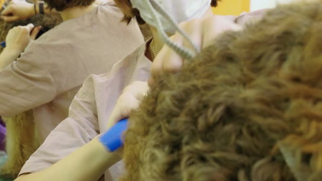 Pet grooming salon. Two women cleaning the fur and skin of airedale terrier dog. 4K