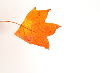 autumn leaf colors isolated for background