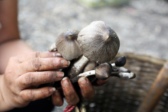 Organic mushrooms on the hands of hilltribes. In Sangklaburi Karnchanaburi. Image of Termitomyces fuliginosus Heim (Termitophilae, Termite mushroom) in wild. Mushrooms in the basket. Selective Focus.