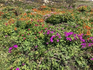 many different flowers, carpet of flowers, dense vegetation, colorful flowers, sunny warm day
