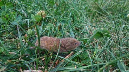 mouse