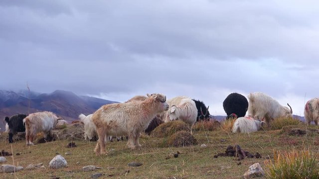 Herd of sheeps and Changthangi or Kashmir Pashmina goats eating herbs against beautiful Himalaya mountains near Tso Moriri lake. Gorgeous domestic animals grazing at Himalayan highlands. Ladakh, India