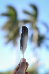 a bird feather in the hand