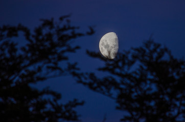 Fototapeta premium księżyc
