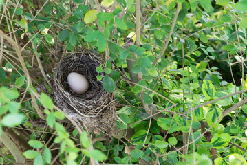 Obraz premium Bird nest with egg