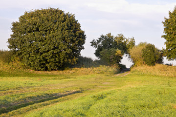 Green Tunnel In Countryside