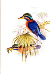Fototapeta premium Illustration of bird