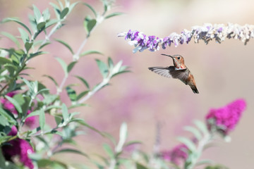 Photograph of a hummingbird in flight with Salvia and Butterfly Bush