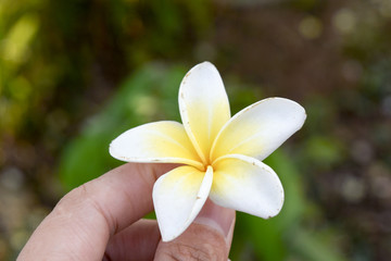 woman hand holding plumeria flower