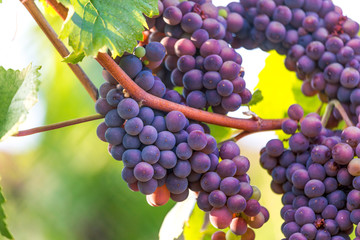 ripe wine grapes in a vineyard