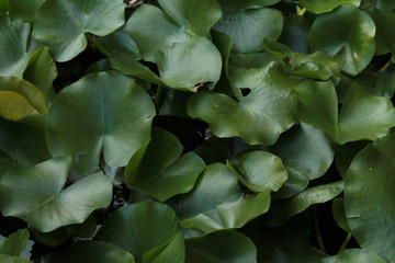 Lilypads