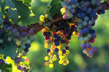 colorful wine grapes in a vineyard